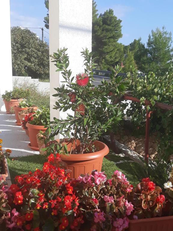 Zahrada ubytování Apartmani Perak