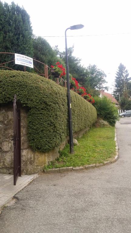 a street light next to a hedge with red flowers at Noclegi U Andrzeja in Duszniki Zdrój