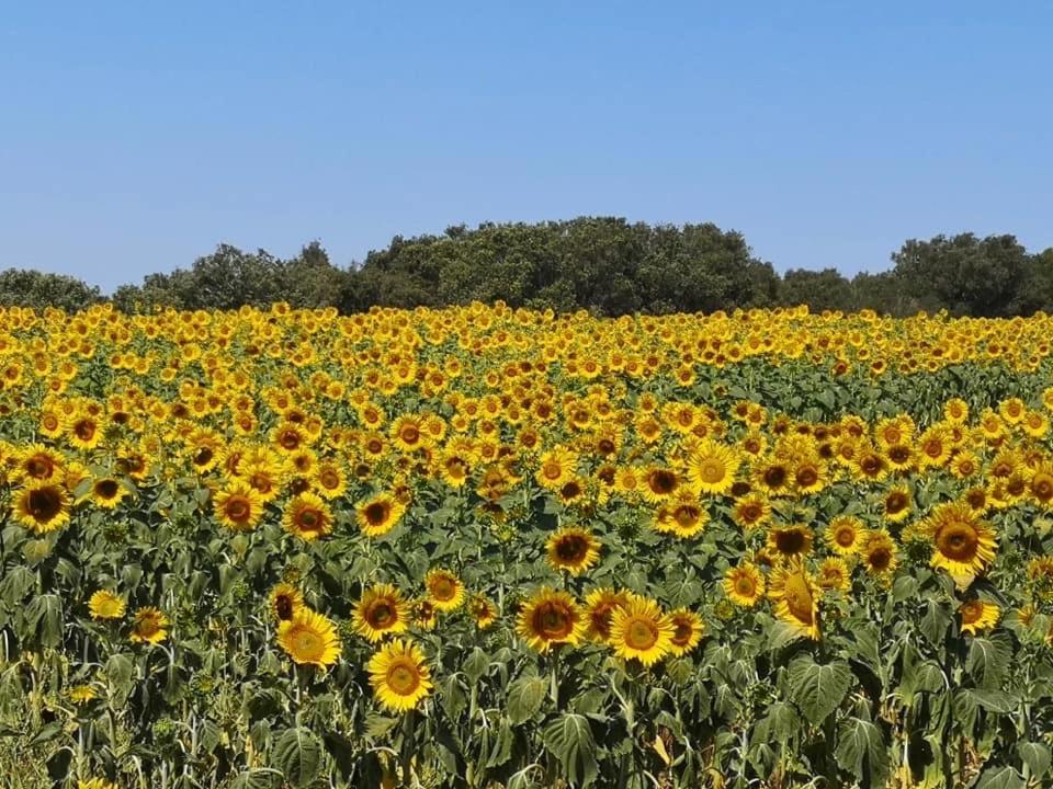 Zdjęcie z galerii obiektu Podere Baloo Suvereto w mieście Suvereto
