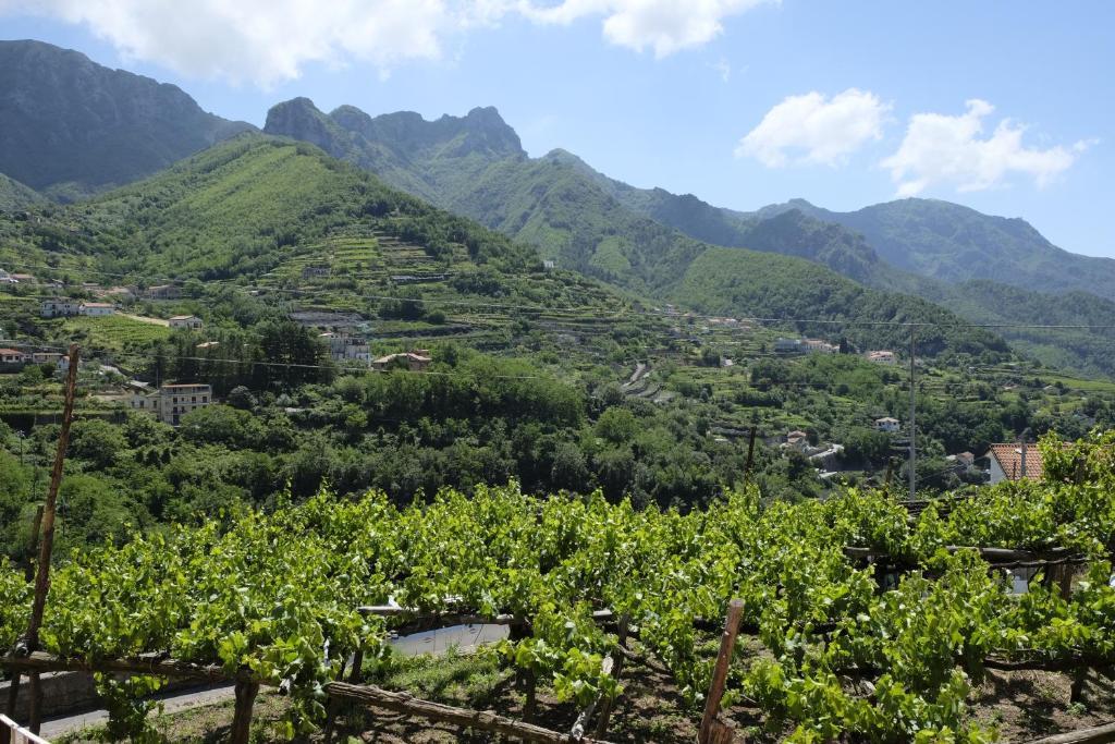 トラモンティにあるI Tredici Casaliの山のブドウ畑の景色