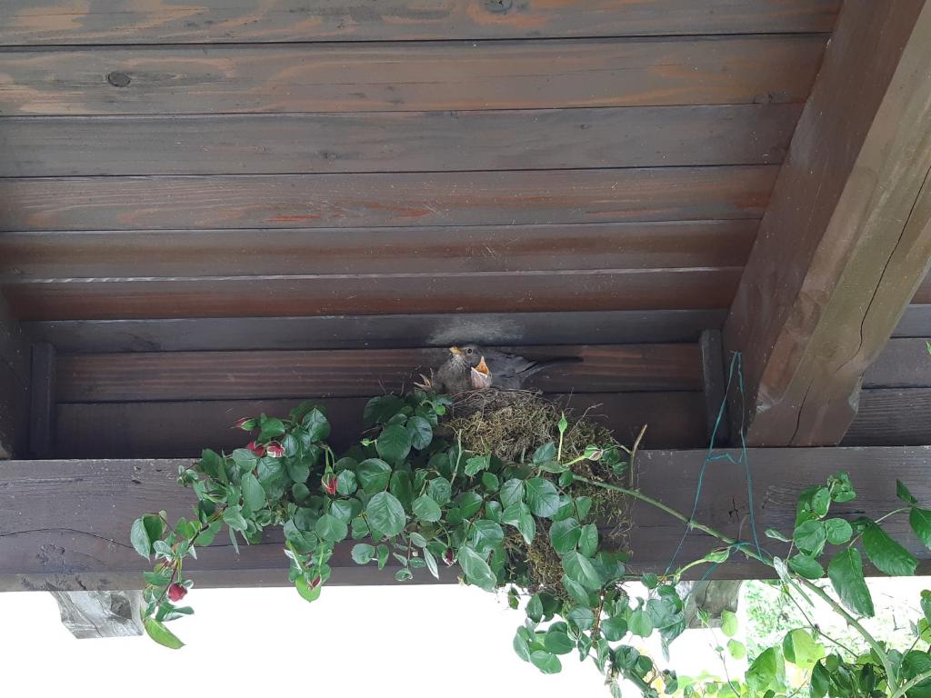 Apartman Ksenija Delnice - 19