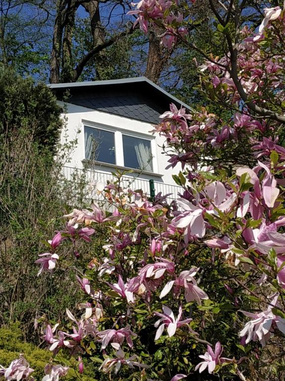 ein weißes Haus mit rosa Blumen davor in der Unterkunft Das Ferienhaus mit Aussicht in Pirna