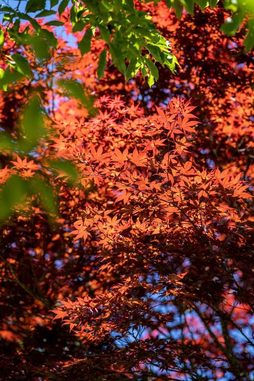 &#x6E05;&#x5883;&#x82F1;&#x683C;&#x66FC;&#x82B1;&#x5712;&#x6C11;&#x5BBF;&#x5E73;&#x9762;&#x5716;