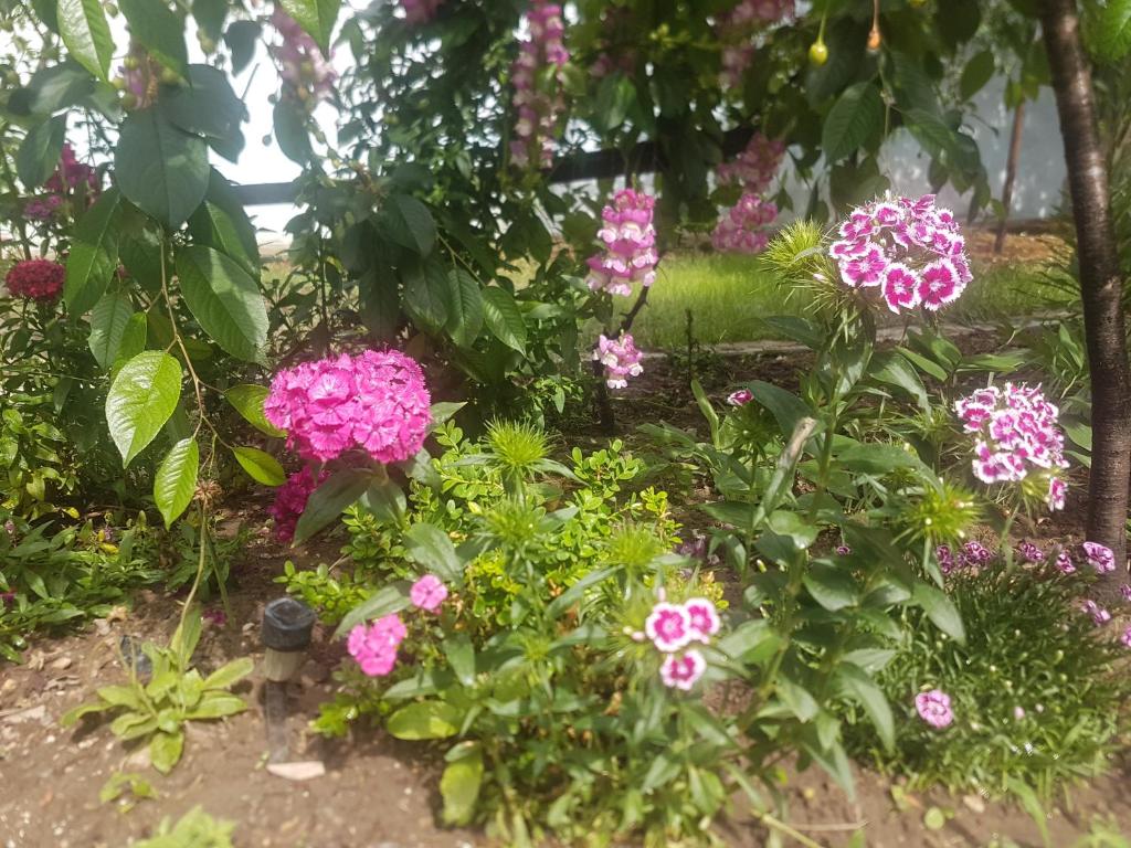a garden filled with pink flowers and plants at Casa Maria in Jurilovca