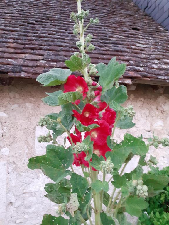 a plant with red flowers in front of a building at Chateau de Chémery in Chémery