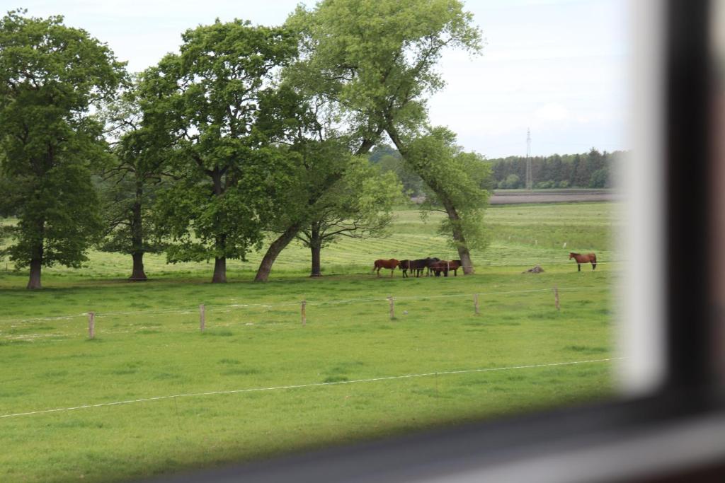 a group of horses in a field with trees at Ferienwohnung Boskop in Stade