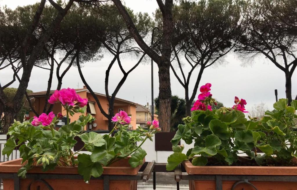 un gruppo di fiori in vasi di fronte agli alberi di Aquarius Rome Apartments a Mostacciano