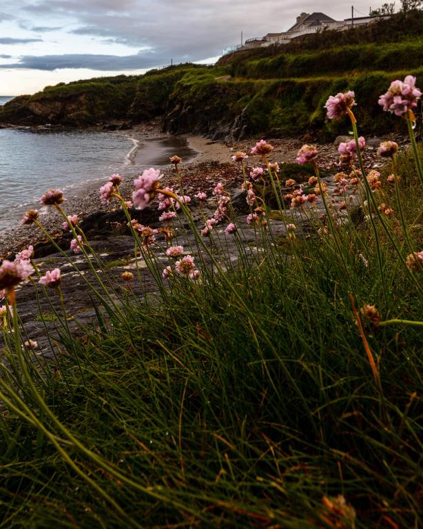 a group of pink flowers on a rocky beach at Dunmore House Hotel in Clonakilty