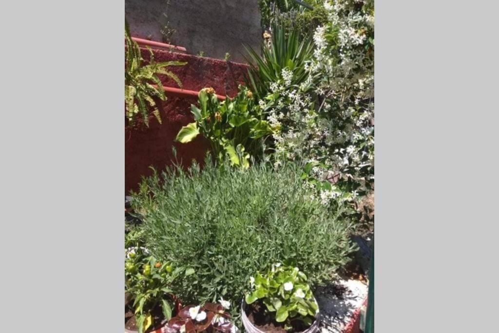 green hill studio corfu town - 9