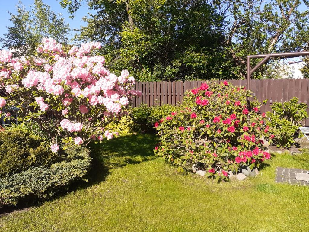 a garden with pink flowers and a fence at Wojciechówka in Ustka