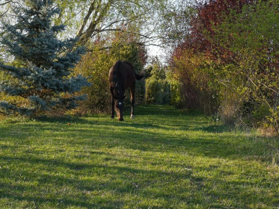 Zahrada ubytování Penzion Orlov