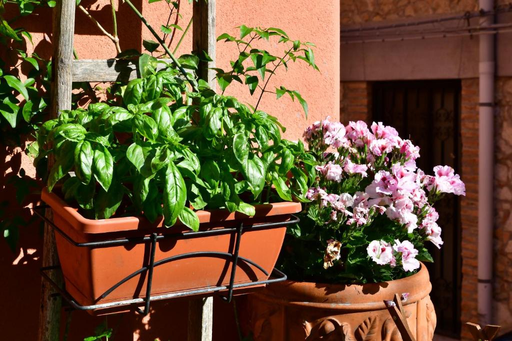 Ogród w obiekcie Casa Cifali