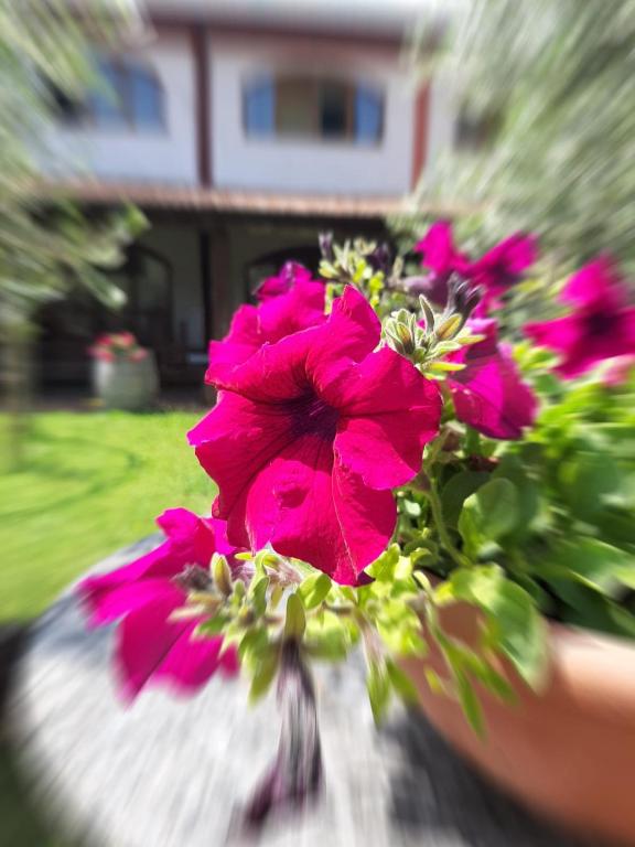 Zahrada ubytování Agriturismo Mulino Bianco