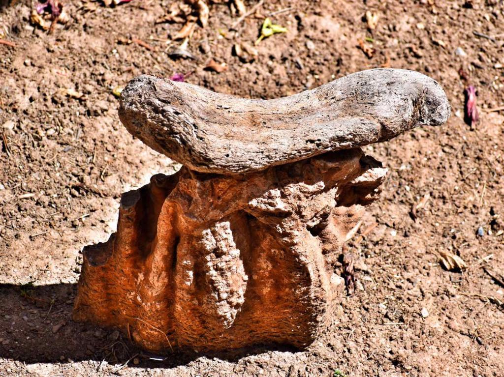 a piece of wood sitting in the dirt at Korakas Beach in Rodakino