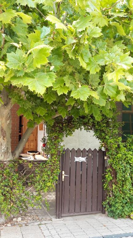 Zahrada ubytování Agave Apartman