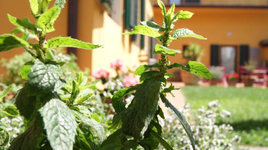 A garden outside Al Canto B&B