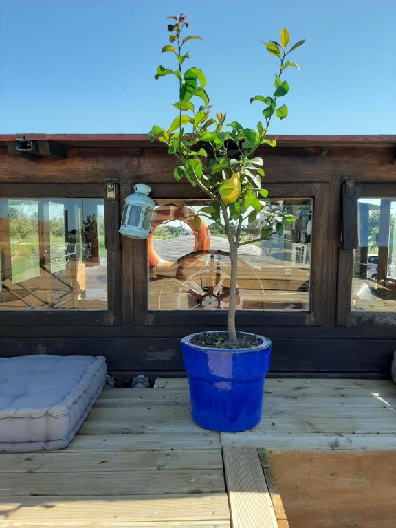 a small tree in a blue pot on a deck at Péniche La Belle Aimée in Aigues-Mortes