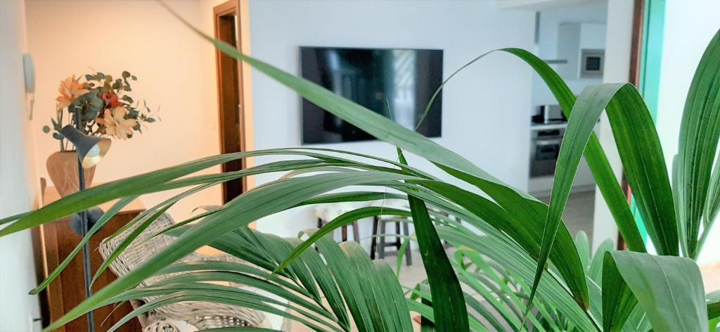 a green plant in a room with a mirror at ALIZUTH HOME in Playa Honda