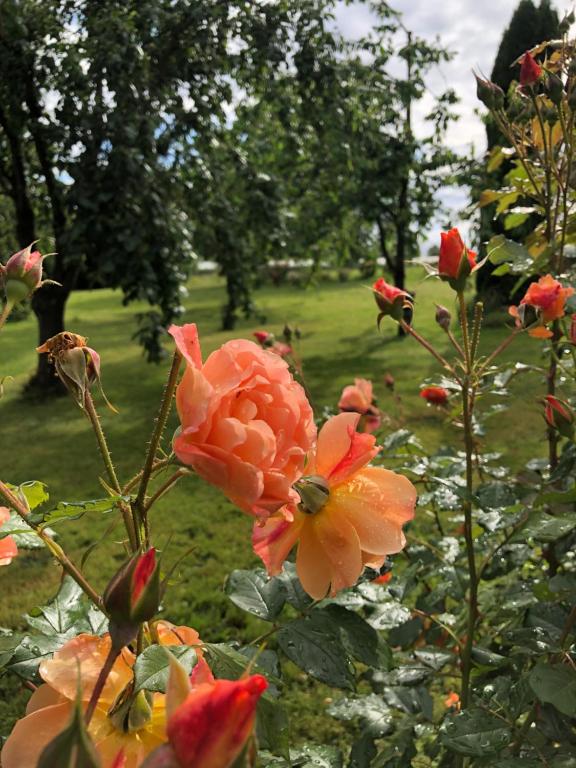 Zahrada ubytování Wohlfühlhotel Sonnengarten