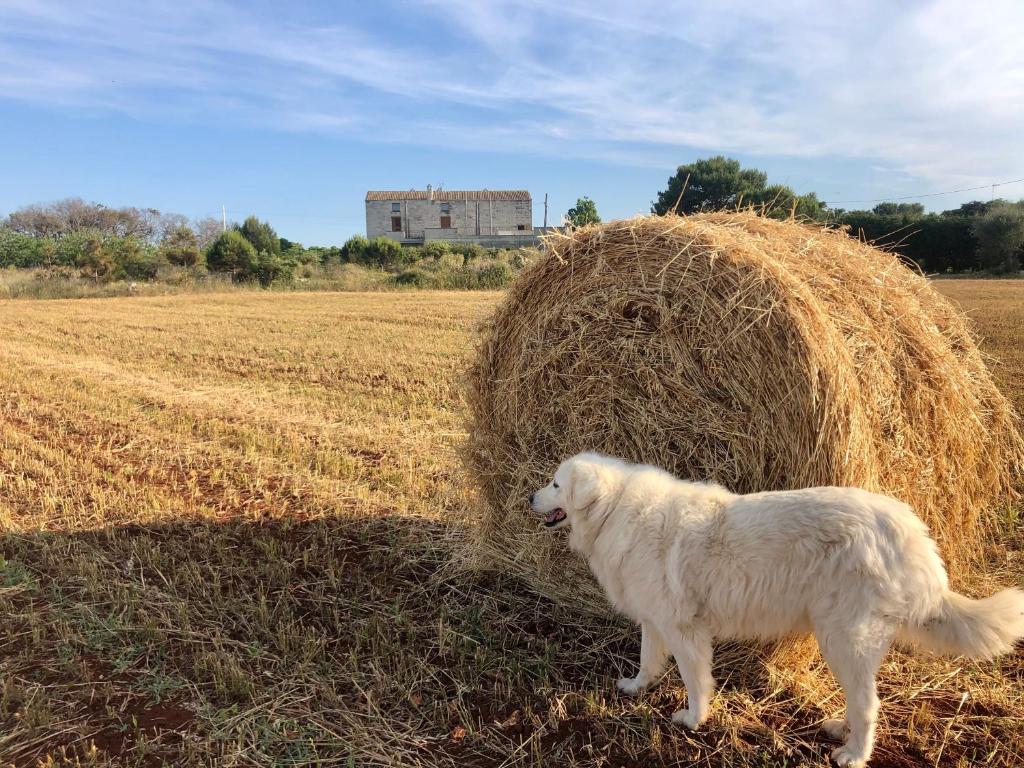 Biały pies stojący obok sterty siana w obiekcie Agriturismo La Palascìa Masseria Agreste w mieście Otranto