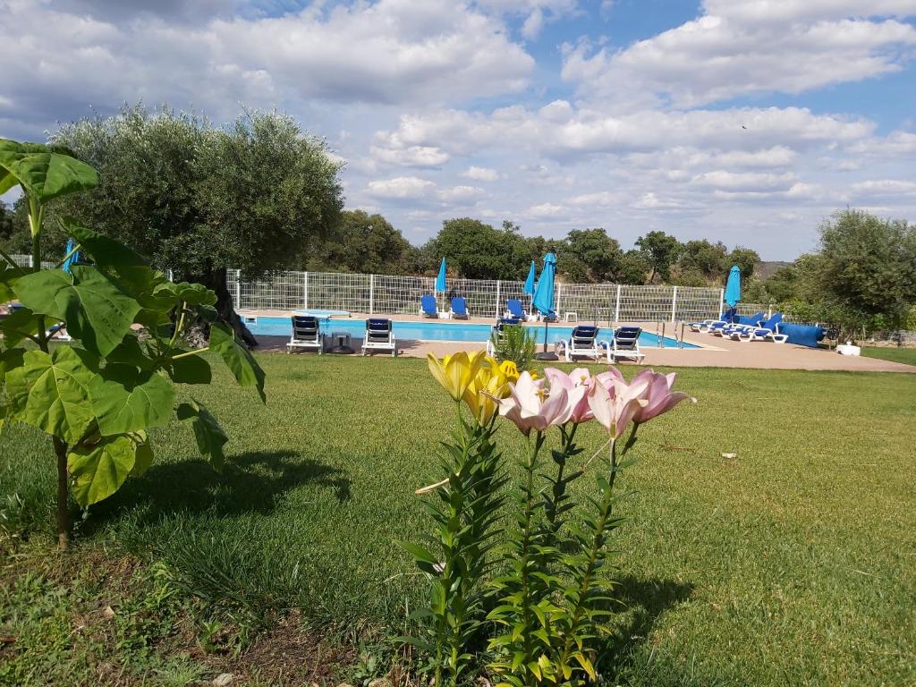 a flower in the grass with a pool in the background at Cidadelhe Rupestre Turismo Rural in Cidadelhe