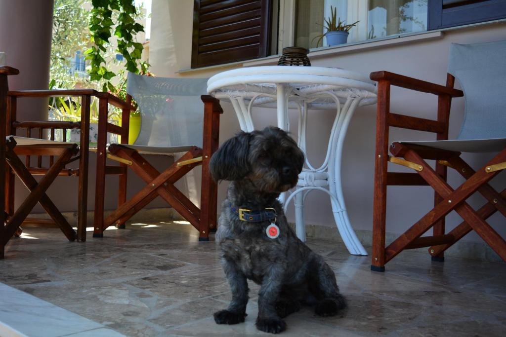 Zwierzęta zatrzymujące się w obiekcie Green House Nafplio