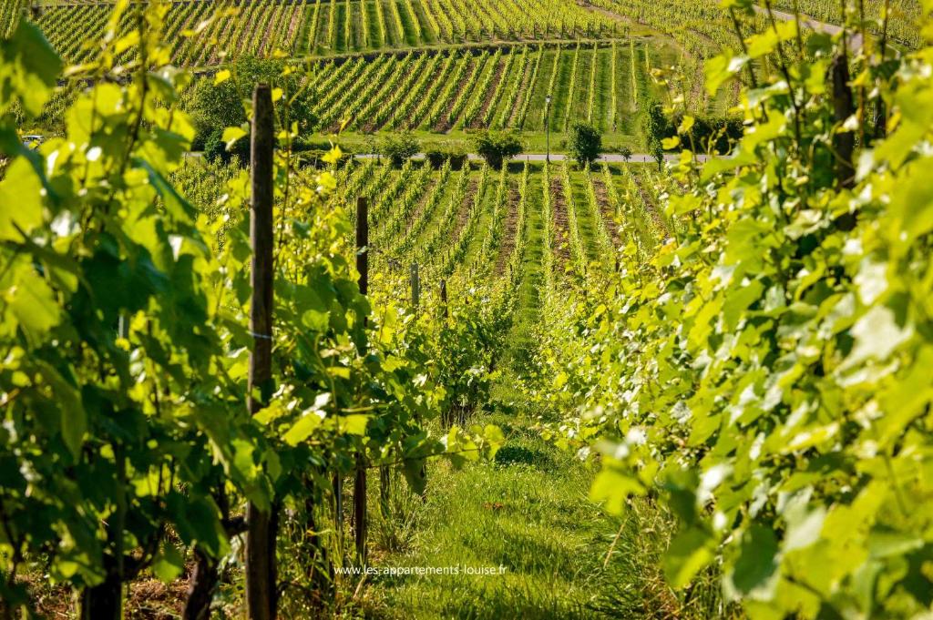 Les Ambrades Riquewihr – photo 11