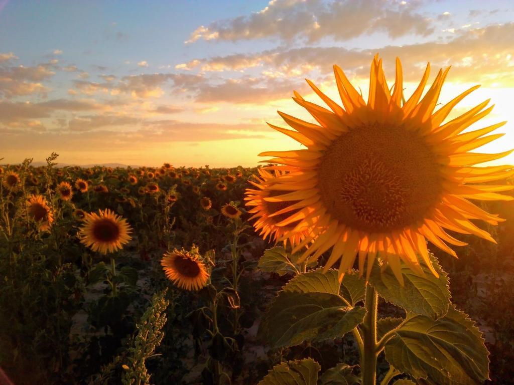 Eine Sonnenblume mitten auf einem Feld bei Sonnenuntergang in der Unterkunft La Casa de los Bisa in Sanchidrián