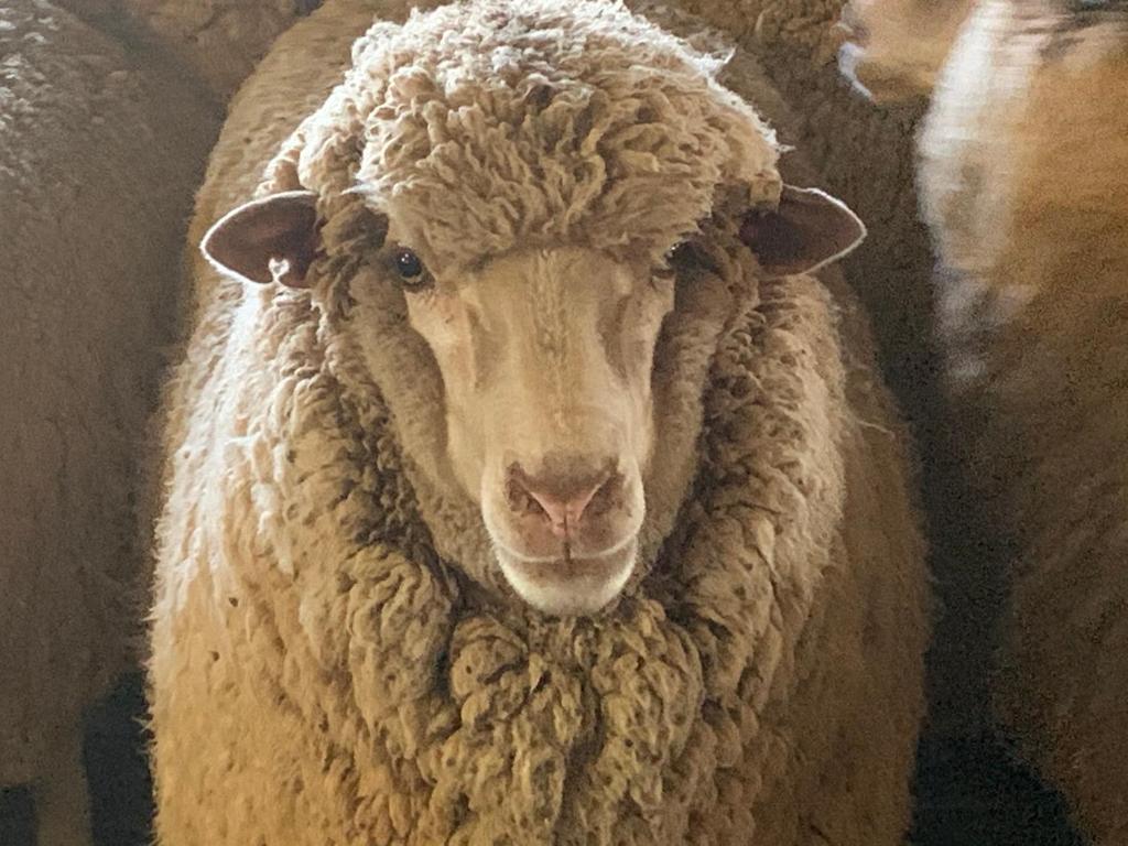 una pecora indossa un maglione di lana e guarda la telecamera di Mascot Cottage - Pet Friendly and Complimentary Breakfast Hamper a West Wyalong
