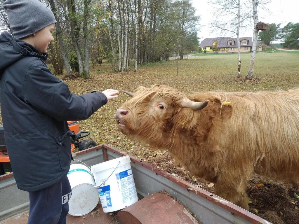 Zvířata v ubytování v soukromí nebo okolí
