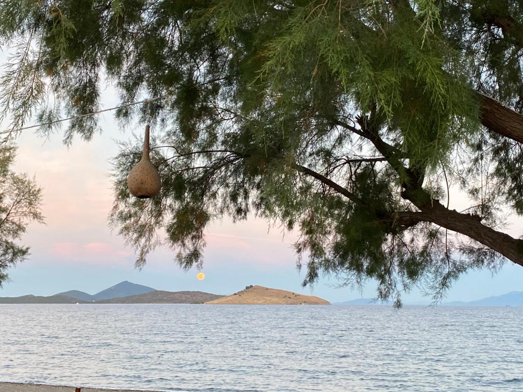 a nest in a tree over a body of water at Zest Exclusive Hotel & Spa in Ortakent