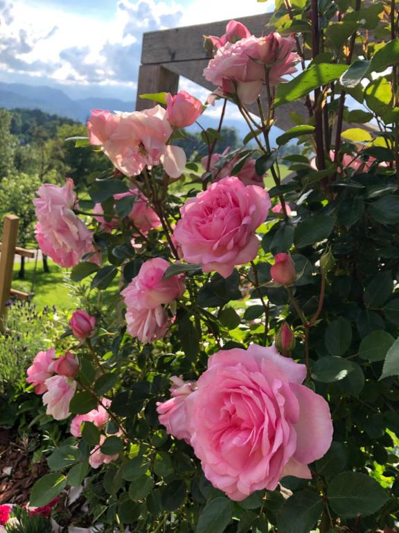 Zahrada ubytování Apartma Rosa