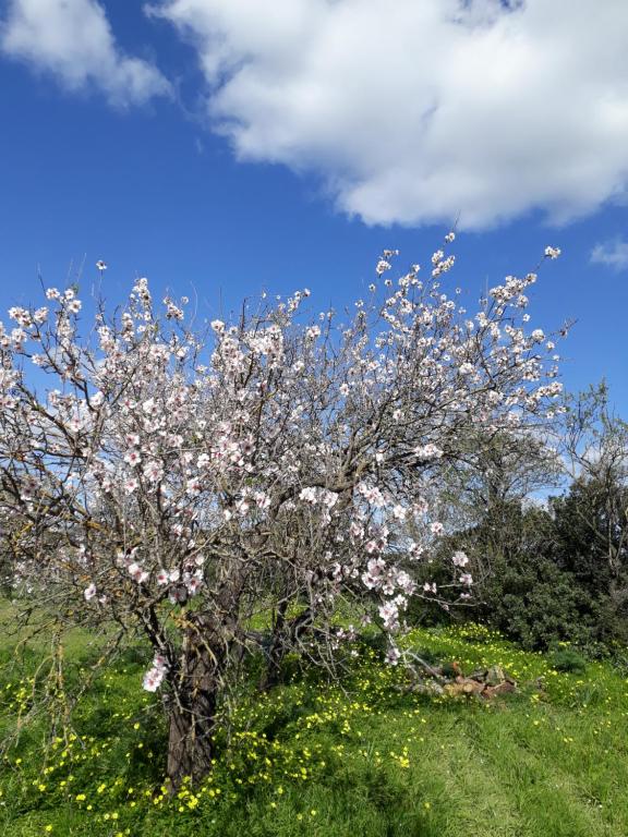 B&B S'ARROSA ANTIGA a Santadi - Accogliente B&B con BBQ