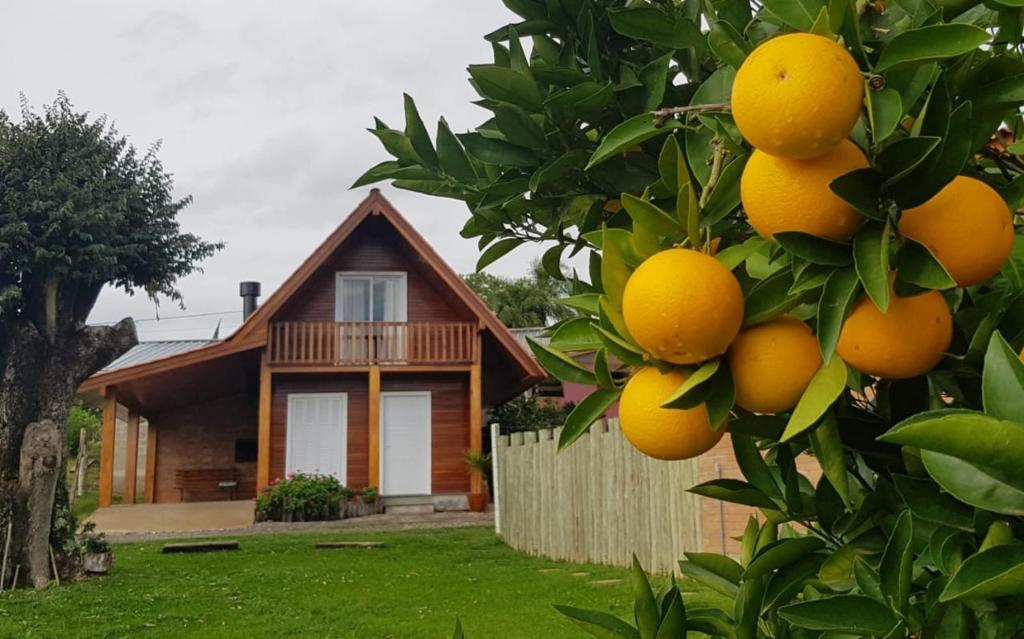 uma laranjeira em frente a uma casa em Cabana no Vale dos Vinhedos em Bento Gonçalves