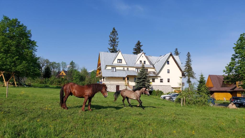 dos caballos parados en un campo frente a una casa en Willa Pod Kopiencem en Zakopane