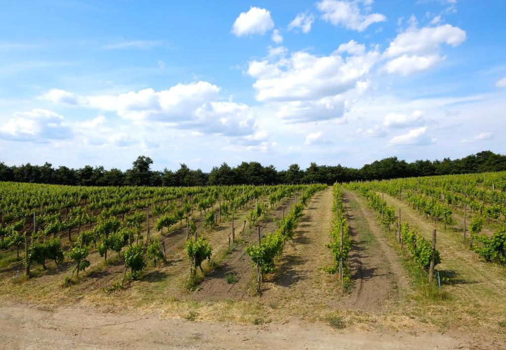 Zdjęcie z galerii obiektu Agriturismo Vigna Sul Lago w mieście Montefiascone