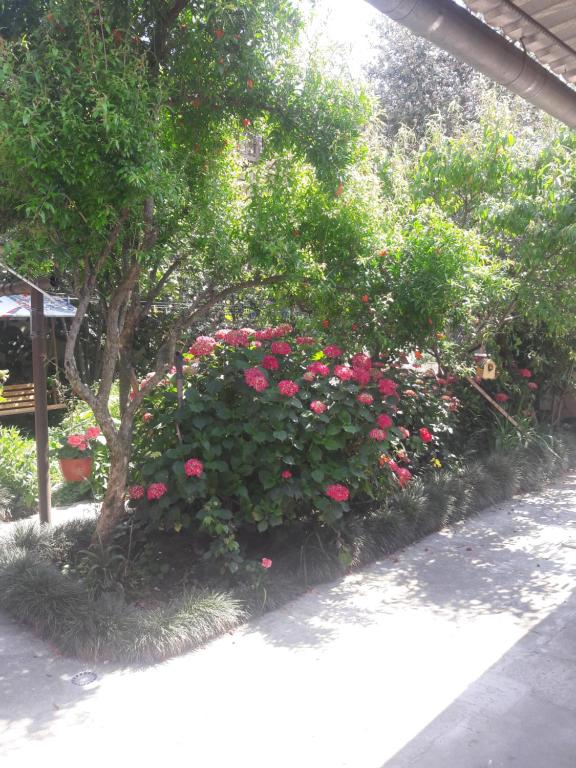 アドレルにあるГостевой домの木前のピンクのバラの茂み