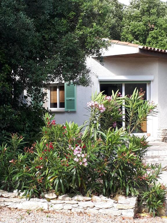 a house with a green window and some plants at Gîte Acellu in Bonifacio