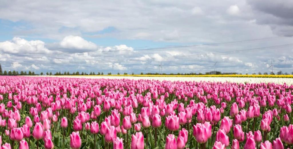 Fotografie z fotogalerie ubytování B&B De Reede v destinaci Urk