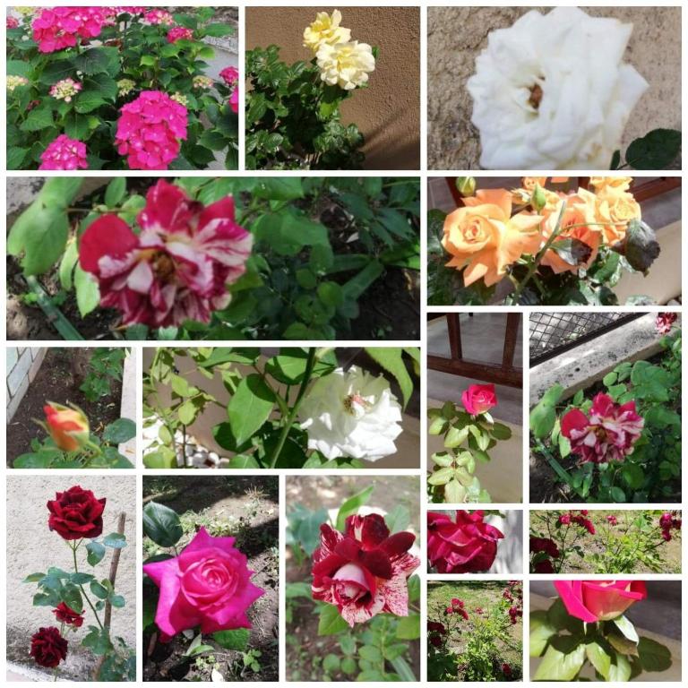 Fotografija u galeriji objekta John and Tania's Garden u gradu Prinos