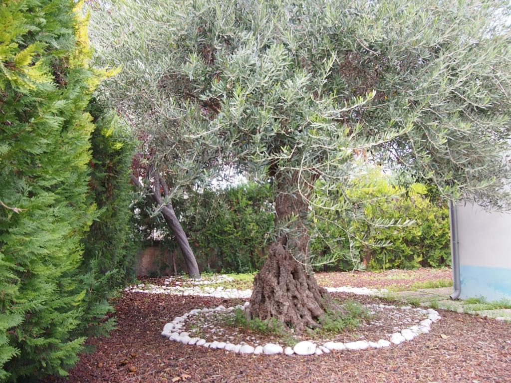 a tree in the middle of a garden at Chalet Sa Marina in Port d'Alcudia