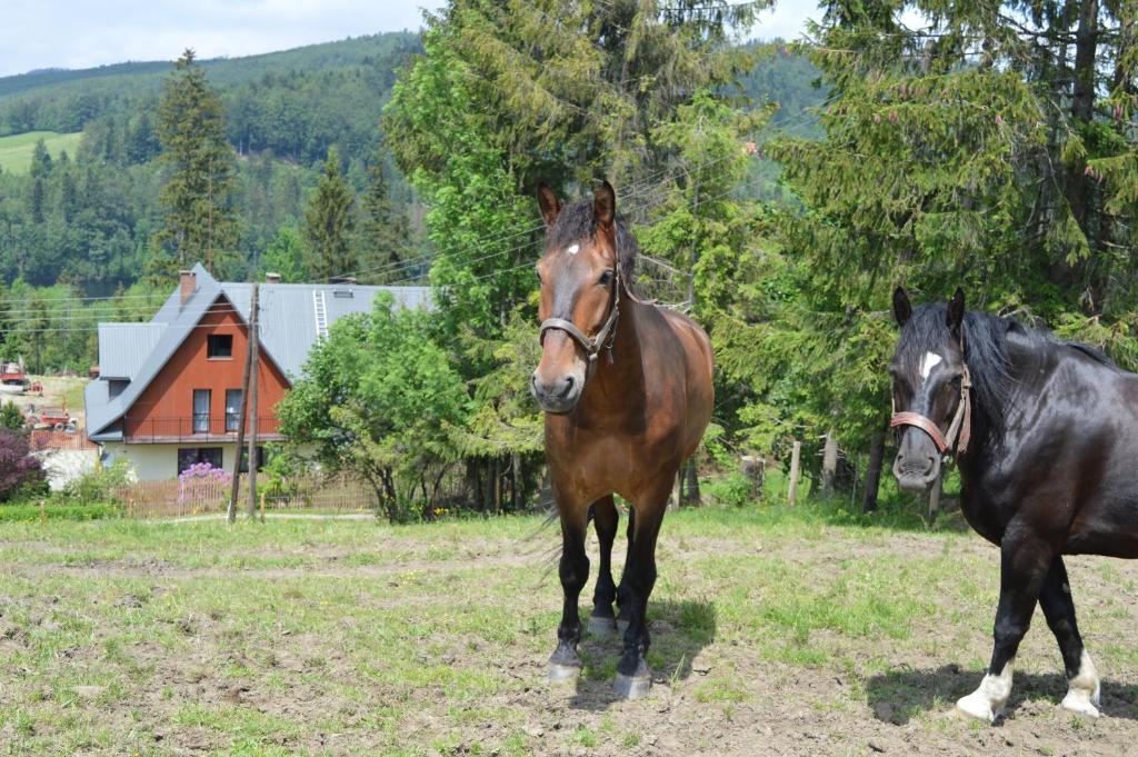 Zvieratá na farme alebo blízkom okolí