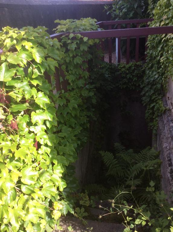 un jardín con hiedra verde creciendo alrededor de un banco de madera en L&#39;appart de Clea, en Montluçon