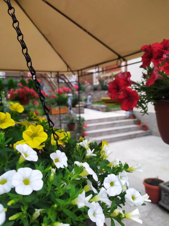 a group of flowers in a greenhouse at Apartment "JONA " in Niš