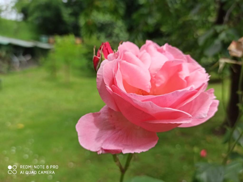 een roze roos groeit in een tuin bij Casa Bibì in Bergamo