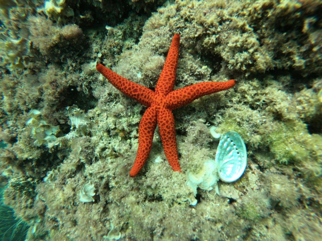 Kép Altea Cala Mascarat szállásáról Alteában a galériában