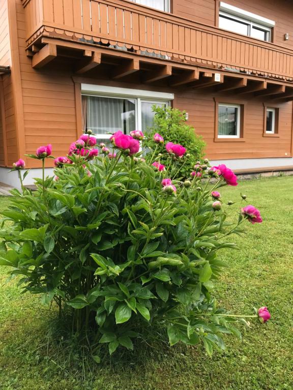 Zahrada ubytování Chalet Yulia