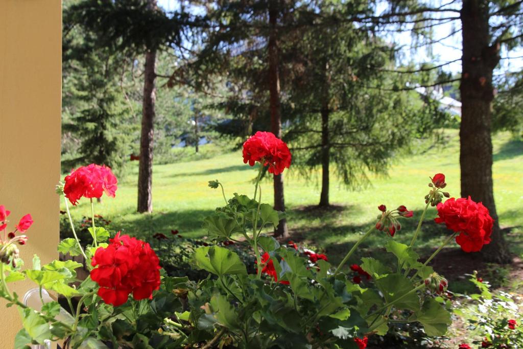 Zahrada ubytování Hotel President garni