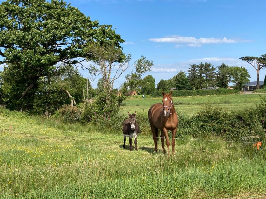 Farmyard Lane Glamping