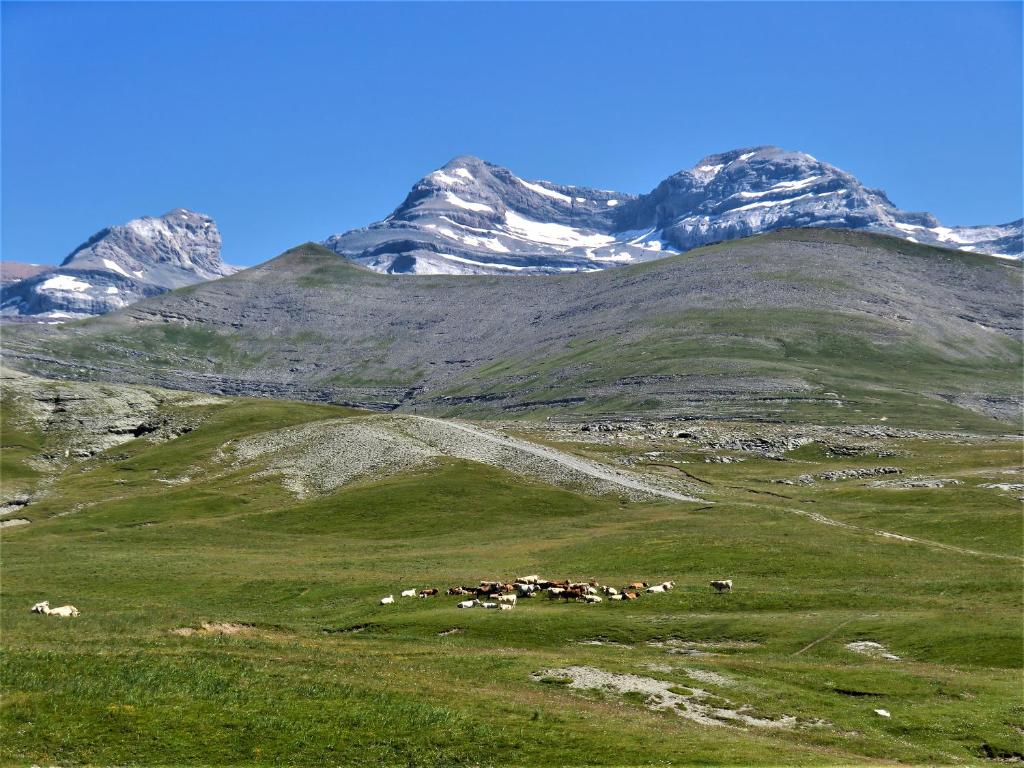 un grupo de animales pastando en un campo con montañas en el fondo en Casa Ortiz, en Nerín